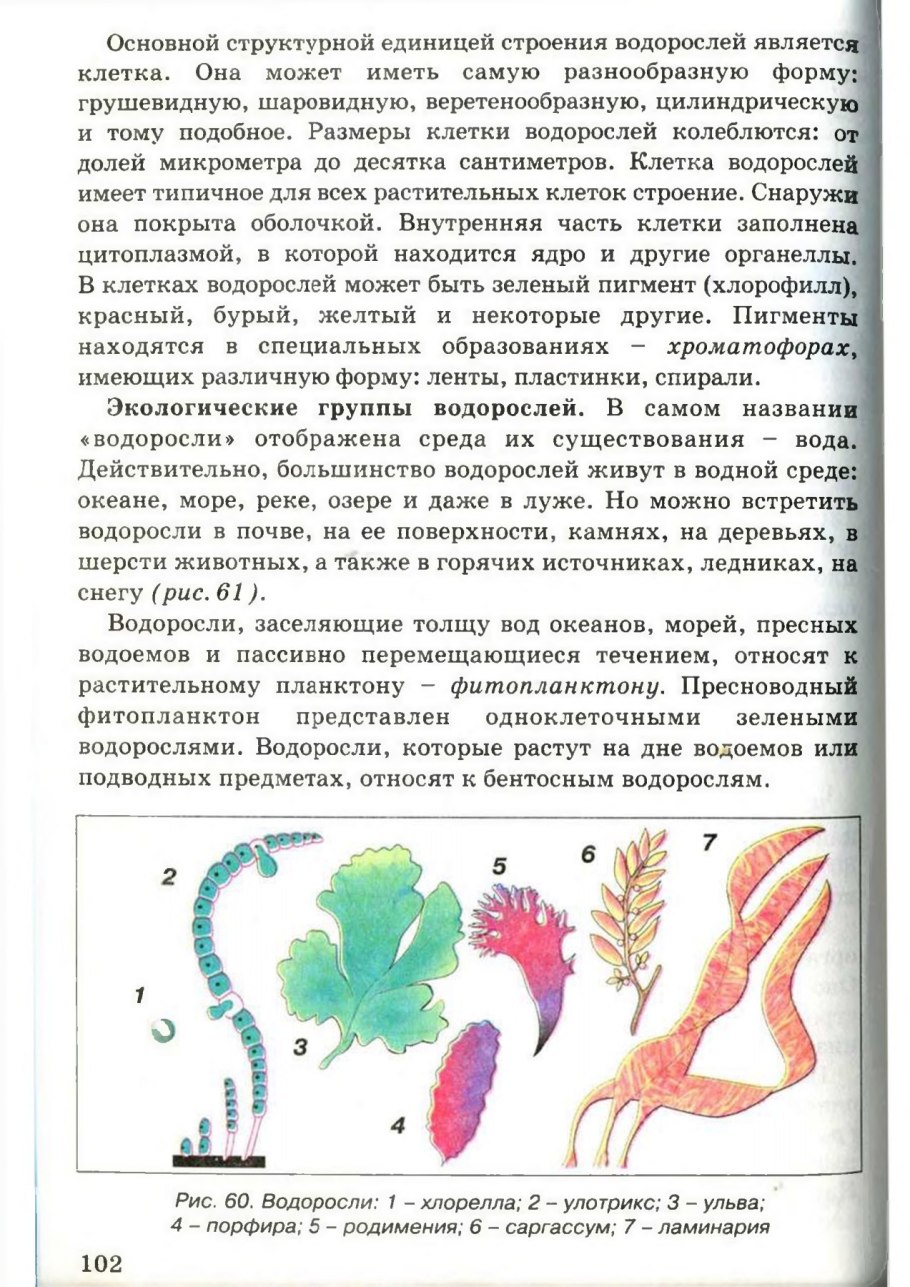 Красные водоросли рисунок