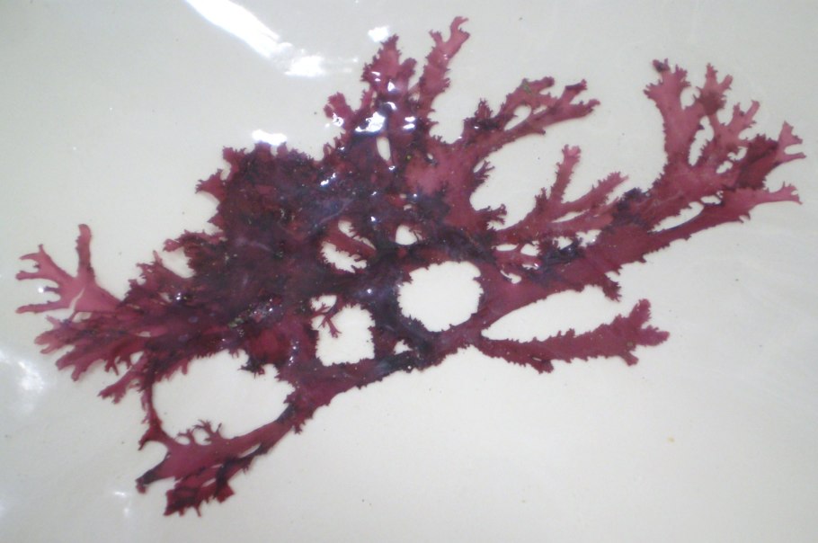 Филлофора водоросль строение