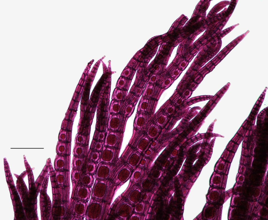 Mastocarpus pacificus водоросли