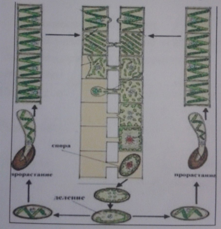 Ламинария размер