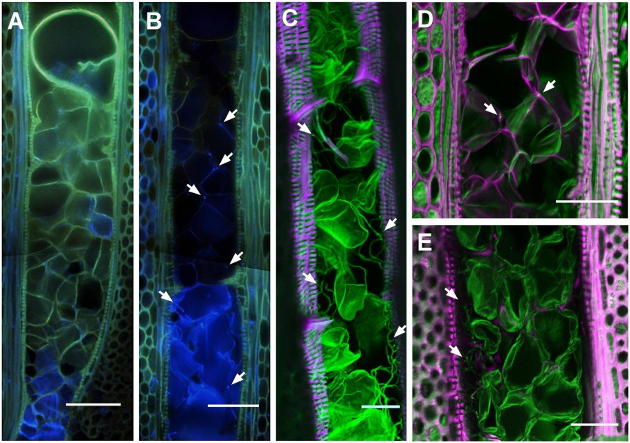 Нитчатая водоросль спирогира