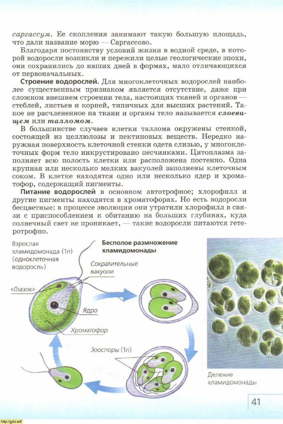 Зооспоры хламидомонады. Зооспоры у водорослей. Размножение хламидомонады. Хроматофор у водорослей.