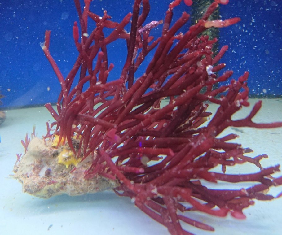 Ископаемые красные водоросли