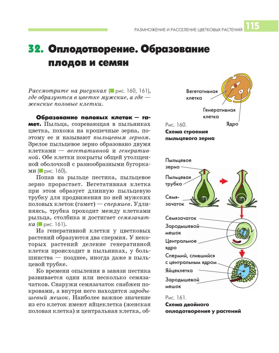 Строение побега сосны обыкновенной
