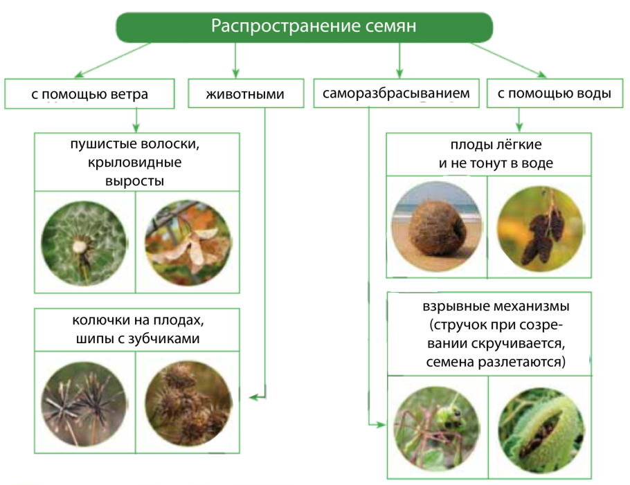 Таблица многообразие растений 5 класс биология