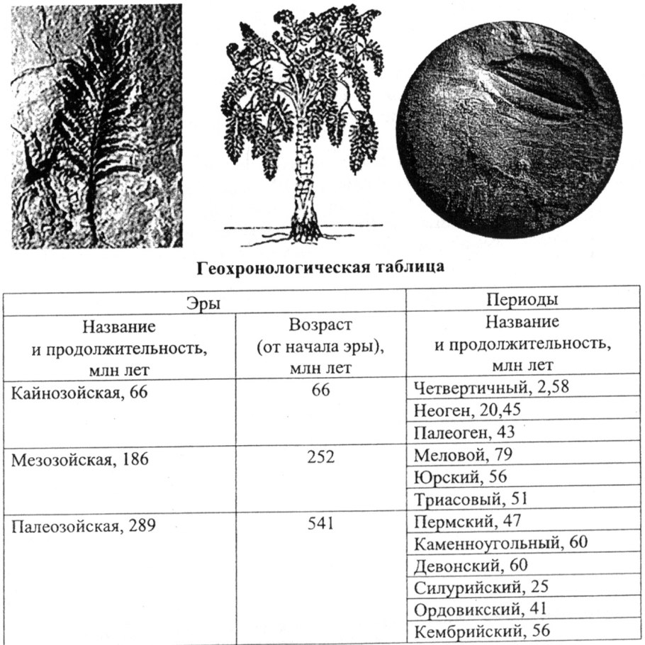 Бобы кормовые морфологическая характеристика