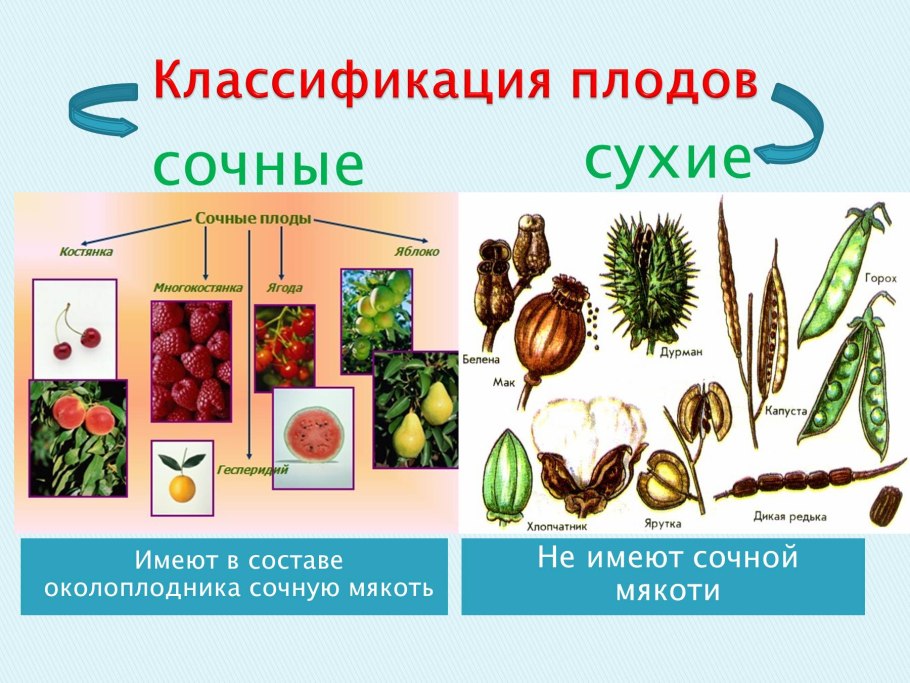 Когда сажать цветы на рассаду