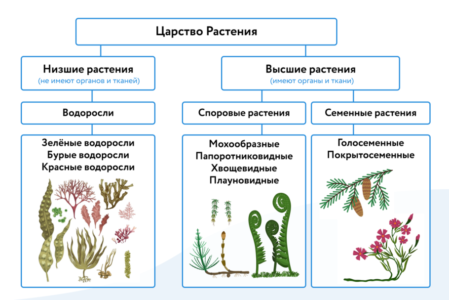 Царство растений низшие и высшие
