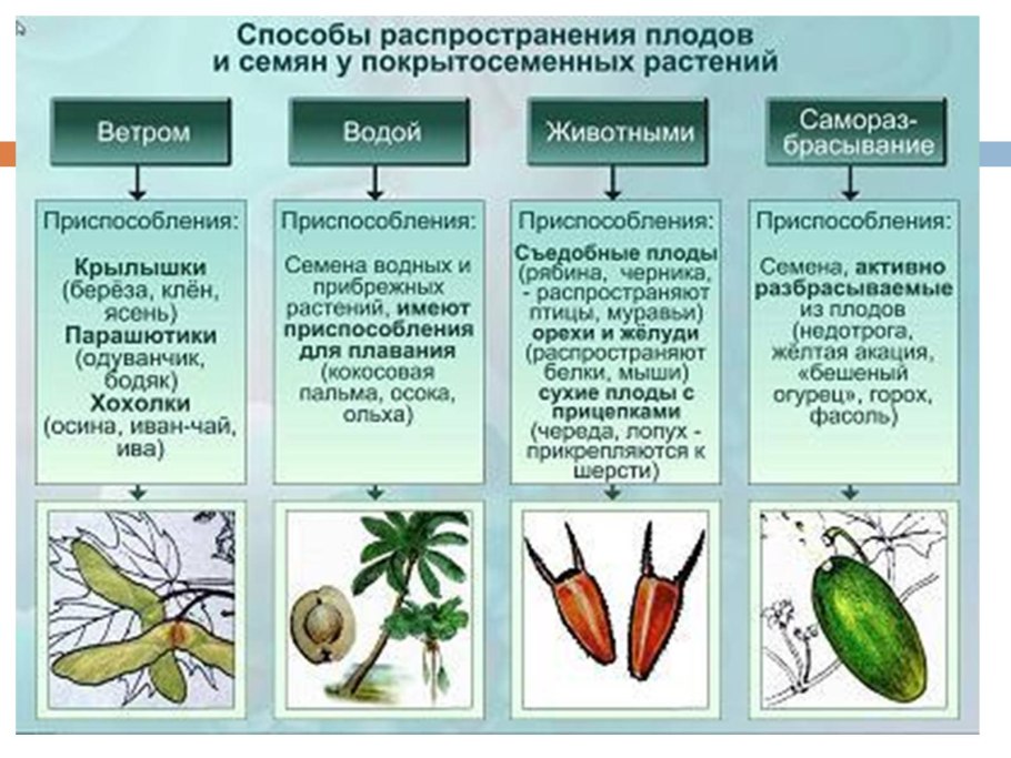 Приспособления для распространения плодов таблица