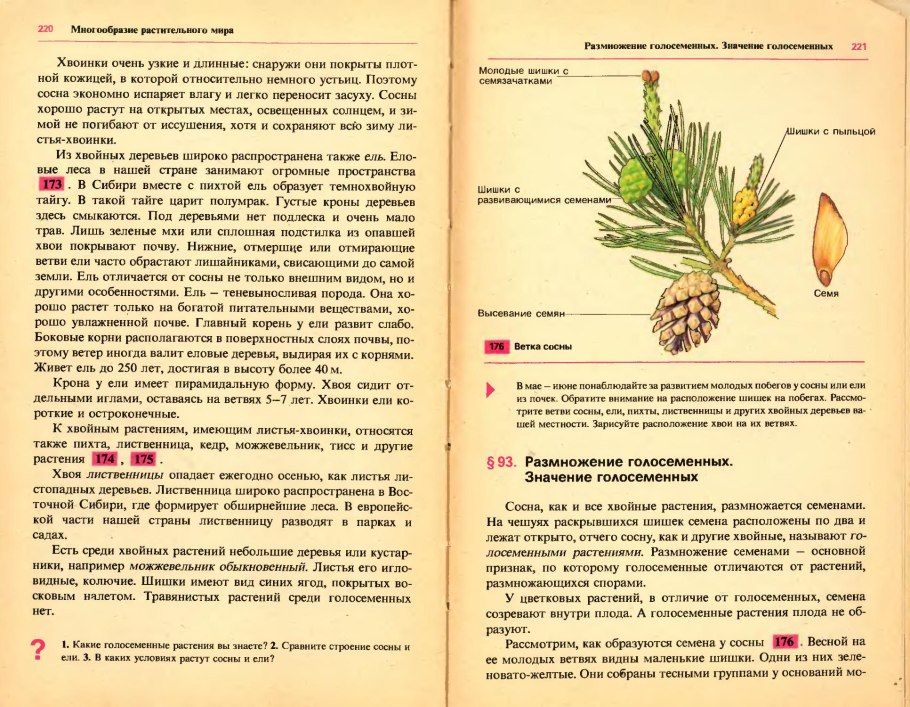 Срок созревания семян у сосны обыкновенной