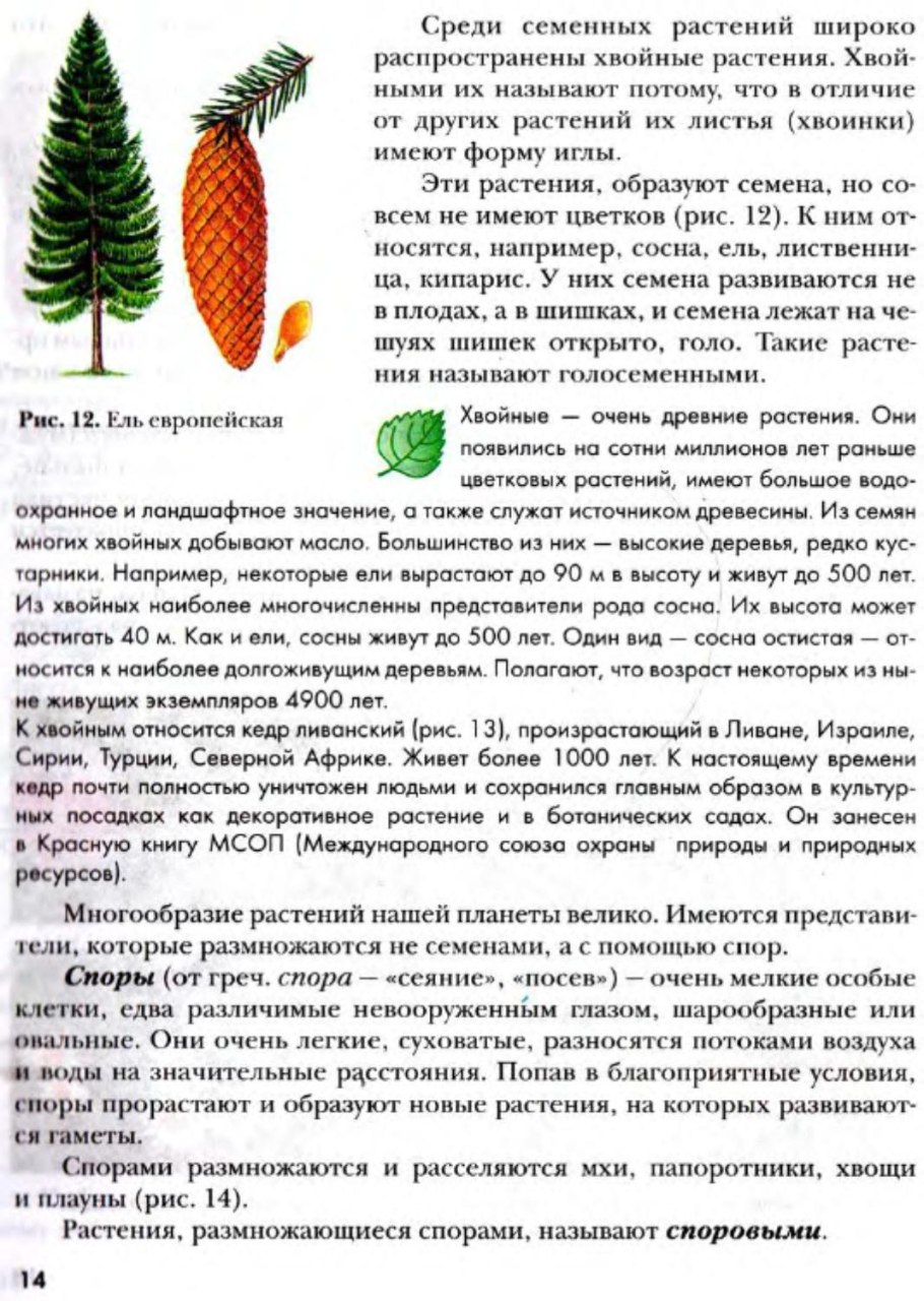 Размножение голосеменных растений сосны