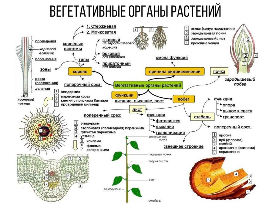 Температурные условия прорастания семян