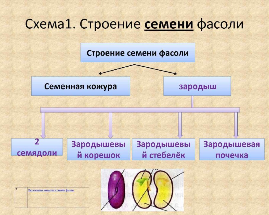 Царства растений подцарства и отделы