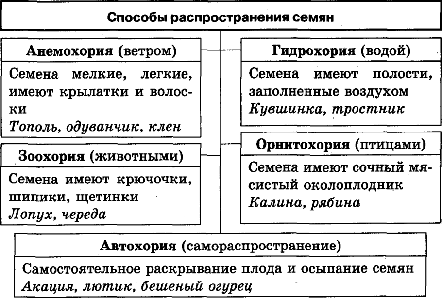 Оплодотворение цветковых растений образование плодов