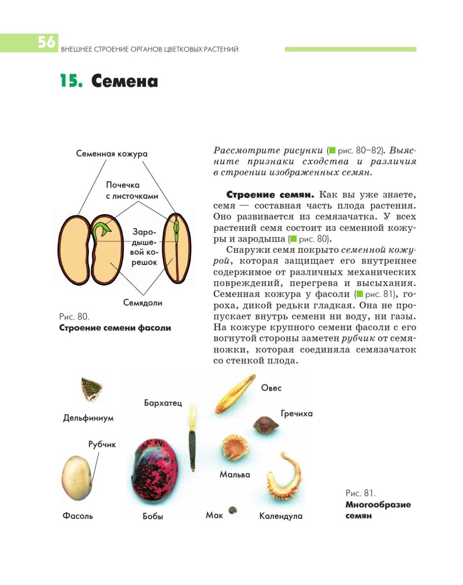 Классификация плодов цветковых растений