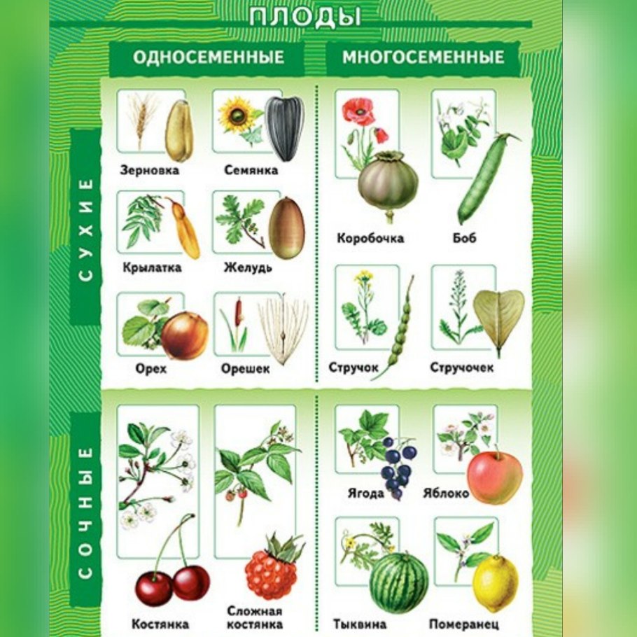 Период вегетации растений таблица