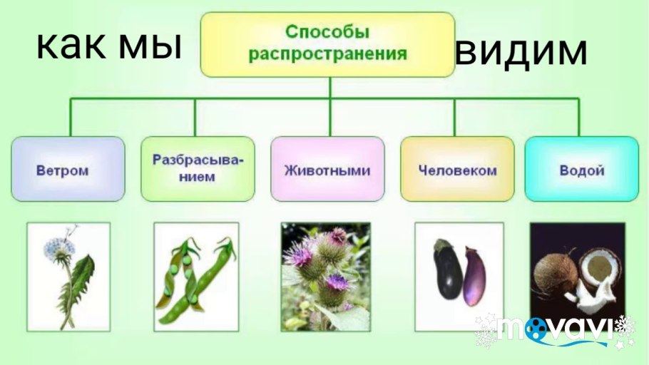 Однодольные зародыш семядоля и