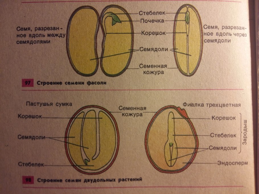 Классификация покрытосеменных 6
