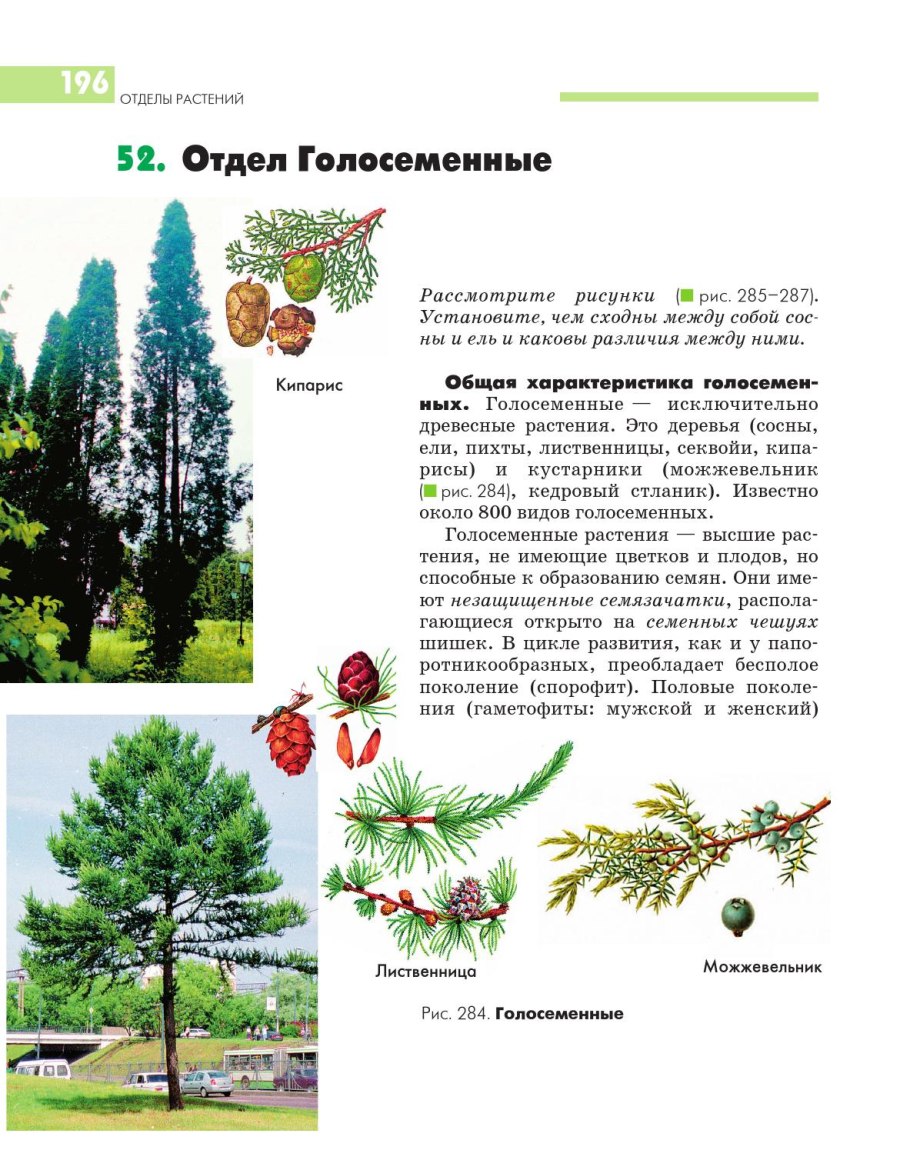 Цикл развития голосеменных схема