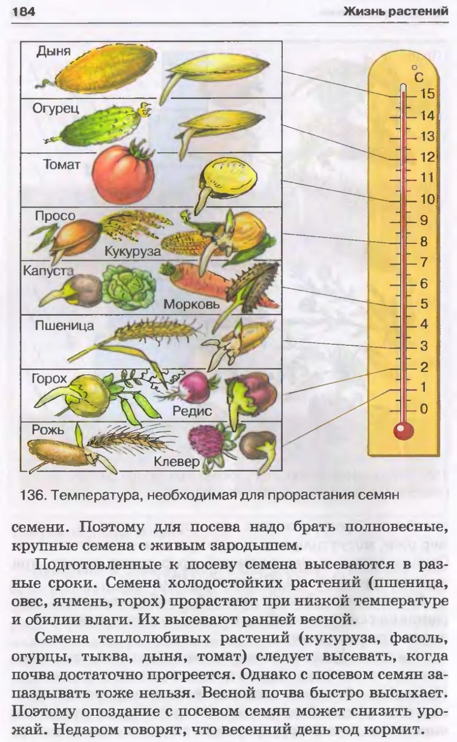 Цикл развития покрытосеменных схема