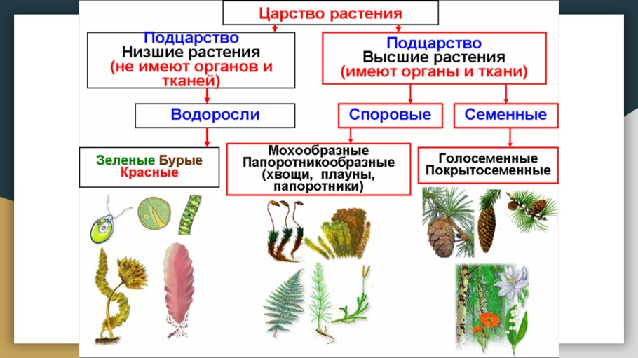 Созревание цветка образование семян и плодов