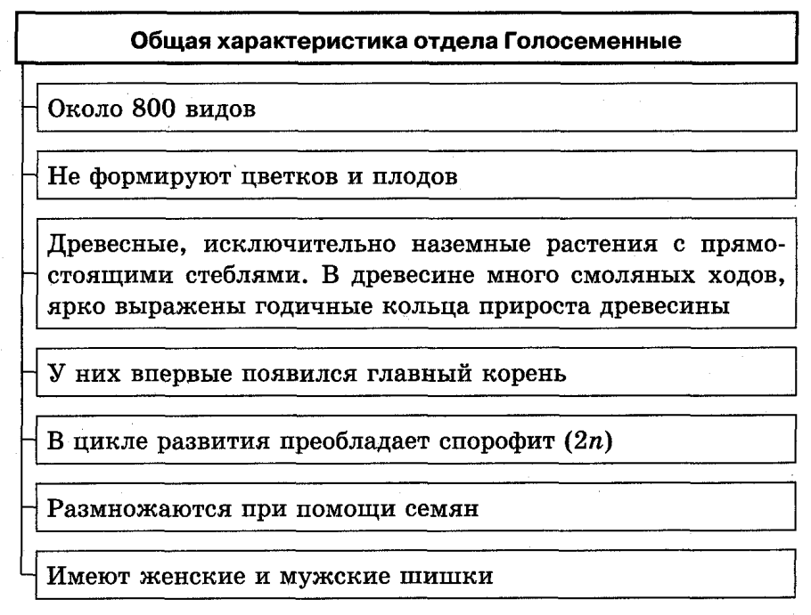 Строение шишки сосны ( голосеменного растения