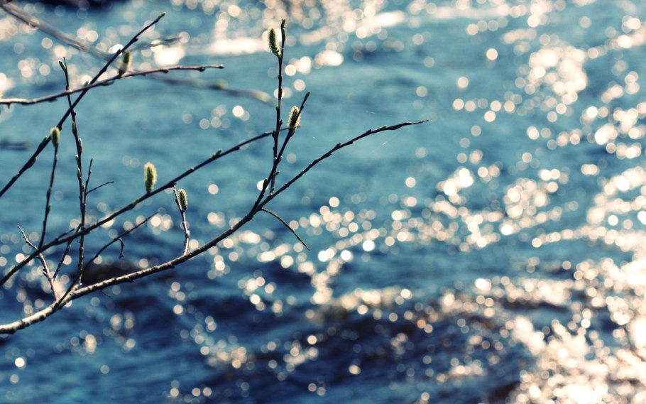 Япония озеро Сакура