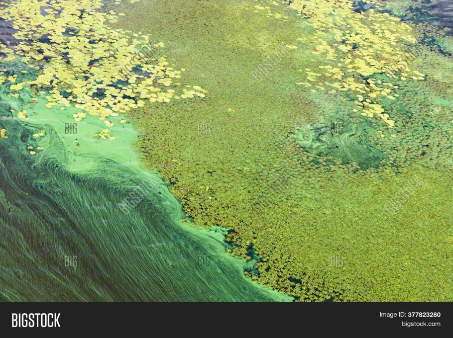 Организмы вызывающие цветение воды