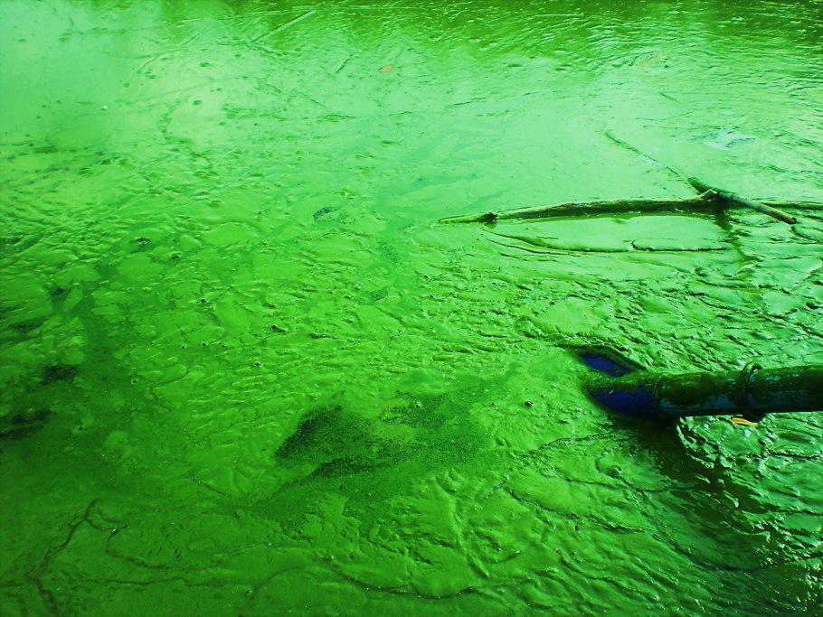 Ветка Сакуры над водой