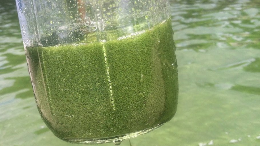 Сакура и озеро