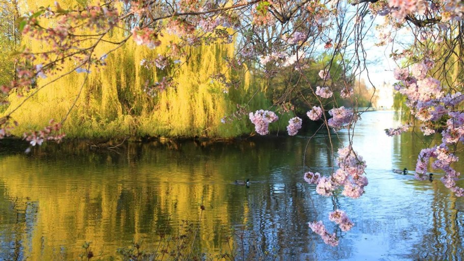 Цианобактерии в воде
