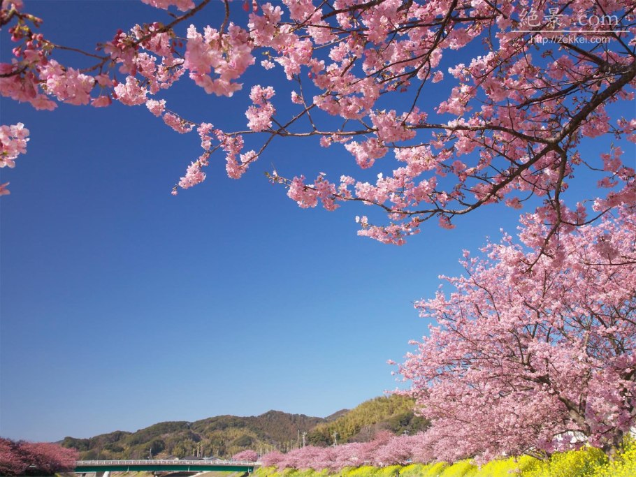 Цветы море Эстетика