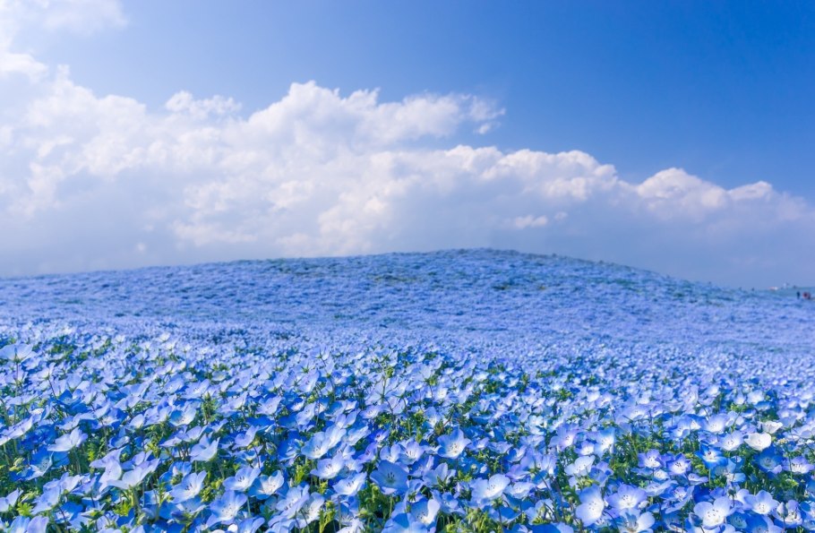 Весенняя Сакура над рекой