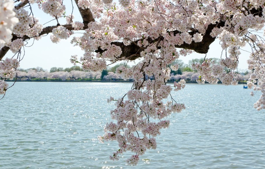 Природа цветение