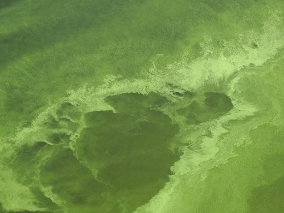 Цветение водоемов цианобактерия