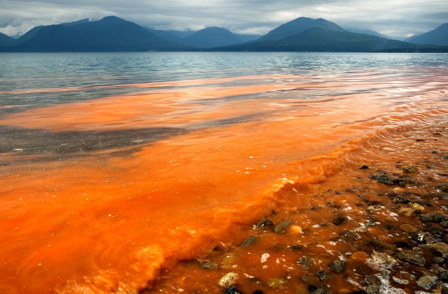 Яблони цветут у реки