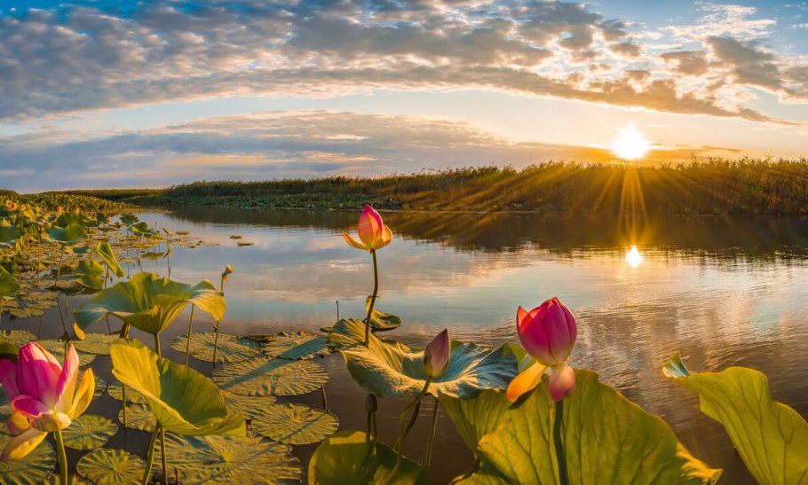 Водоросли прикол