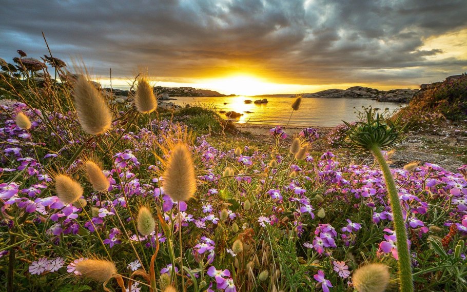 Цветы яблони в росе