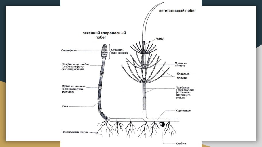 Надземные метаморфозы побега