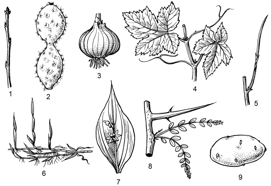 Гомологичные органы у растений и животных
