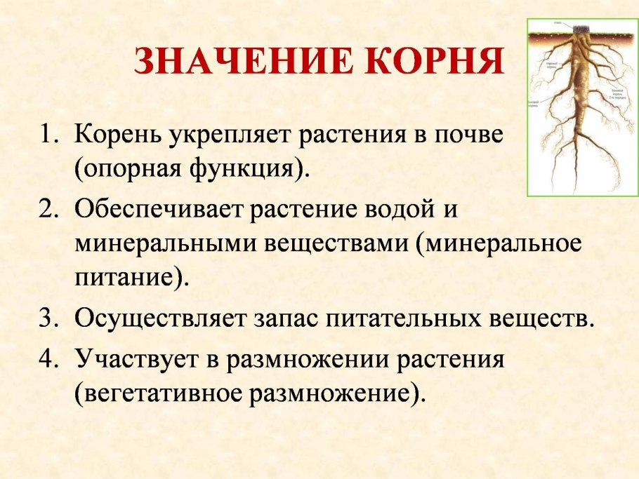 Клубень побег кольраби
