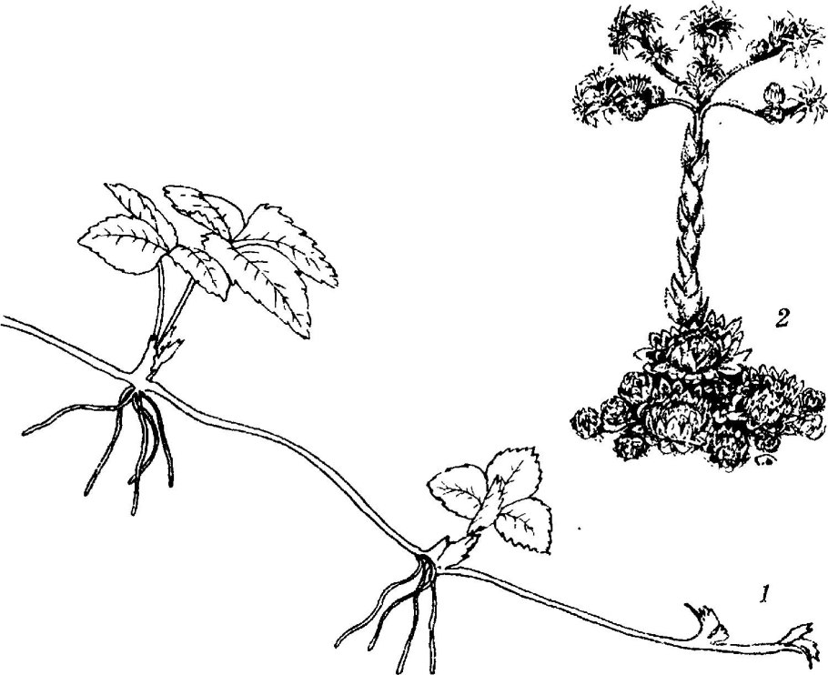 Анатомия растений