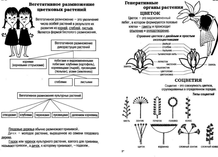 Клеточное строение почки растения