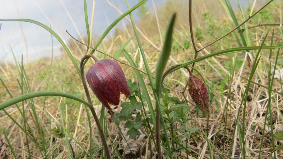Рябчик шахматный Алтайский край