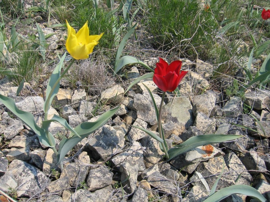 Венерин башмачок пятнистый