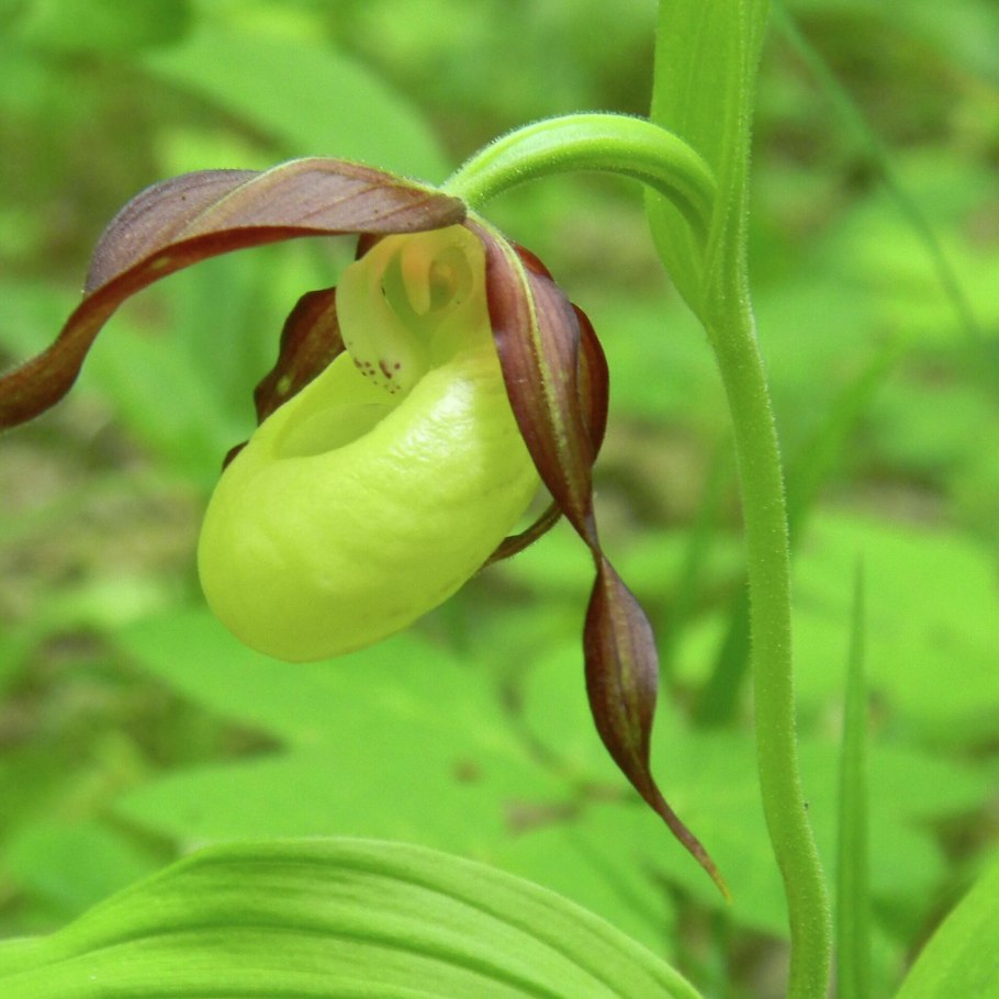 Дикие цветы Сибири