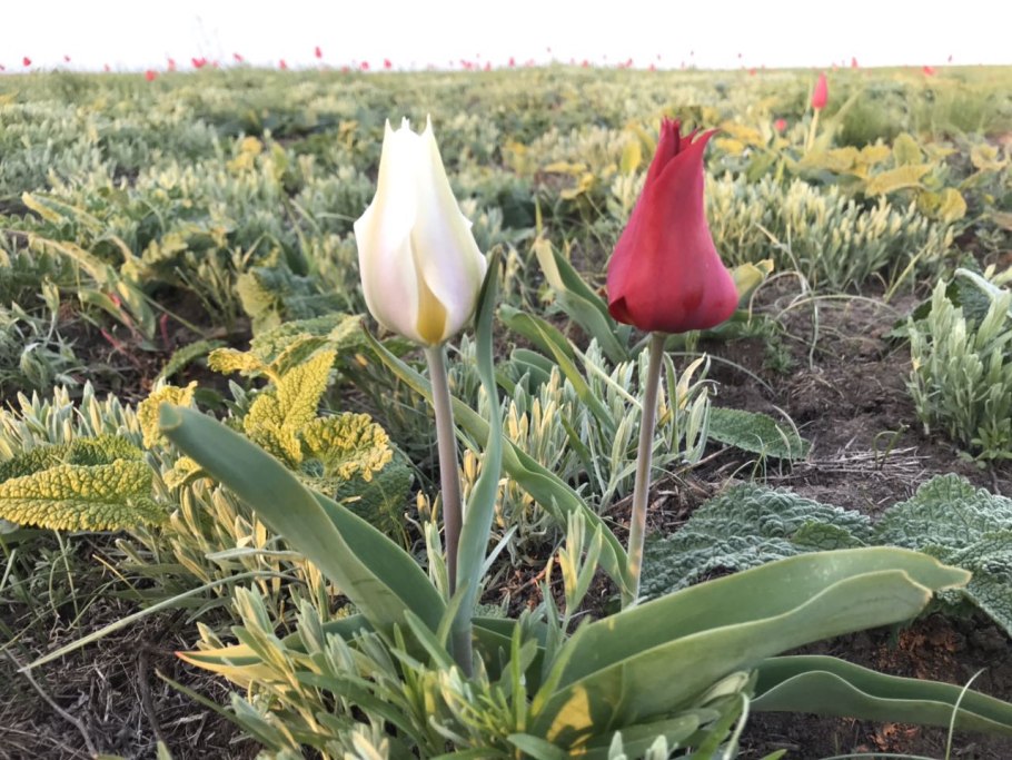 Пион дикорастущий кавказский