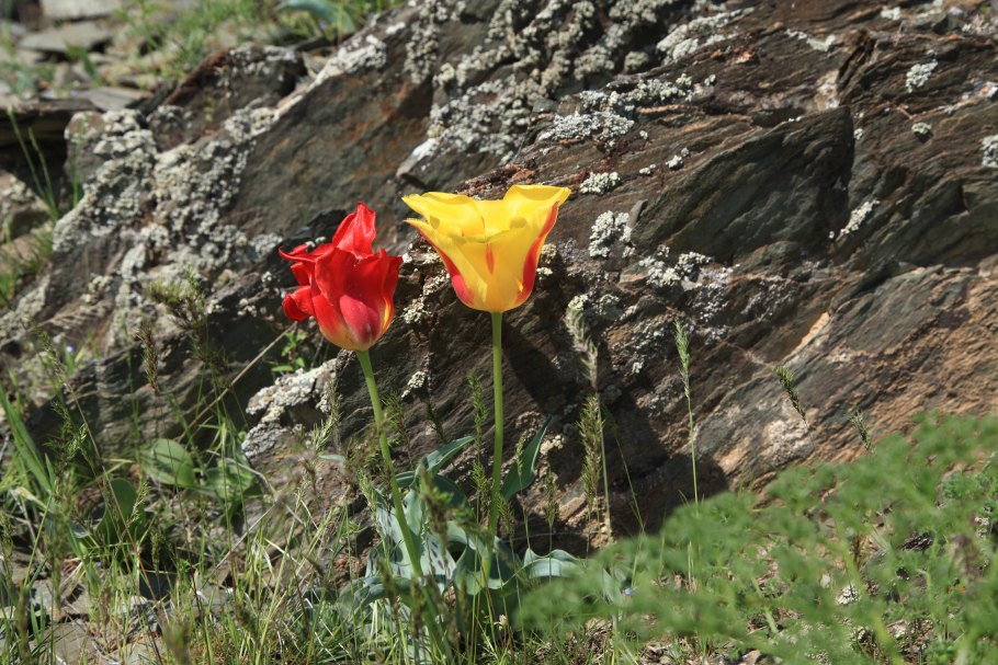 Тюльпаны Жамбылской области