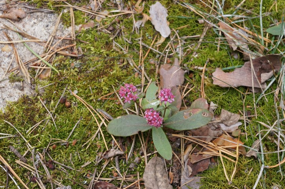 Заповедник Кедровая Падь бабочки