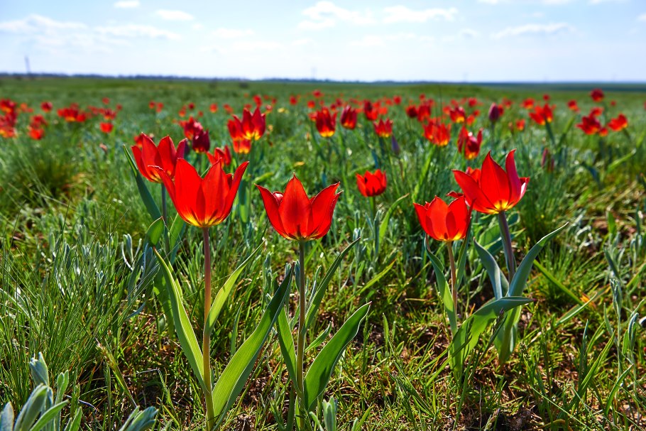 Тюльпан Шренка Поляна